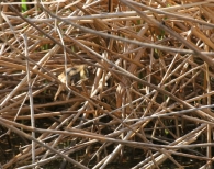 Carricerín Real/Acrocephalus melanopogon