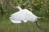 Garcilla Bueyera/Bubulcus ibis