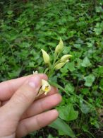 Cephalanthera damasonium/Cephalanthera damasonium