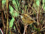 Buitrón/Cisticola juncidis