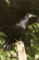 Graja/Corvus frugilegus