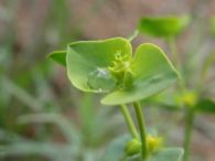 Euphorbia segetalis/Euphorbia segetalis
