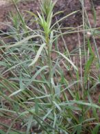 Euphorbia segetalis/Euphorbia segetalis