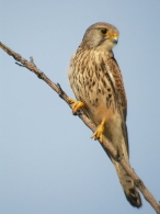 Cern�calo Vulgar/Falco tinnunculus