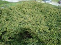 Enebro com�n/Juniperus communis