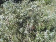Enebro de miera/Juniperus oxycedrus