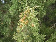 Sabina roma/Juniperus phoenicea