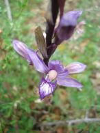 Limodorum abortivum/Limodorum abortivum