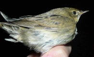 Buscarla Pintoja/Locustella naevia