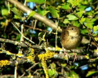 Buscarla Pintoja/Locustella naevia
