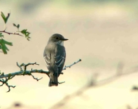 Papamoscas Gris/Muscicapa striata