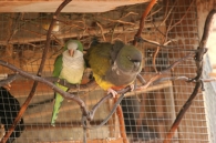 Cotorra Argentina/Myiopsitta monachus