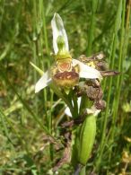 Flor de abeja/Ophrys apifera