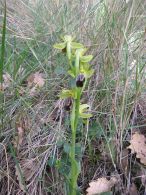 Ophrys dyris/Ophrys dyris
