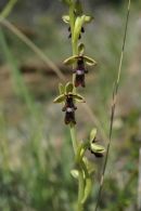 Orquidea mosca/Ophrys insectifera