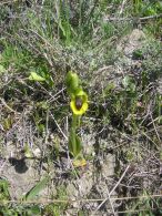 Ophrys lutea/Ophrys lutea