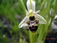 Ophrys scolopax/Ophrys scolopax