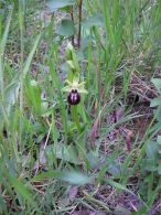 Flor de araña/Ophrys sphegodes
