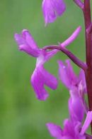 Orchis langei/Orchis langei