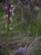 Orchis ustulata/Orchis ustulata