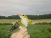 Oropéndola/Oriolus oriolus