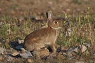 Conejo/Oryctolagus cuniculus