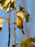 Mosquitero Común/Phylloscopus collybita