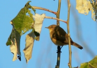 Mosquitero Común/Phylloscopus collybita