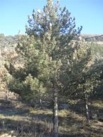 Pino laricio/Pinus nigra