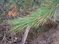 Pino de Monterrey/Pinus radiata