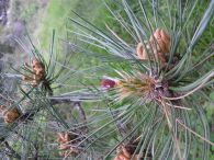 Pino albar, pino royo/Pinus sylvestris