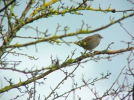 Acentor Común/Prunella modularis