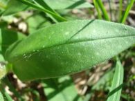 Pulmonaria/Pulmonaria longifolia