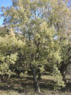 Quejigo/Quercus faginea