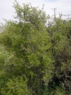 Espino negro/Rhamnus lycioides