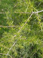Espino negro/Rhamnus lycioides