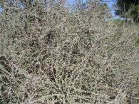 Sisallo/Salsola vermiculata