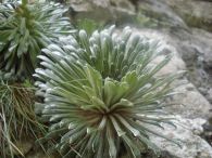 Corona de Rey/Saxifraga longifolia