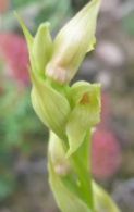 Serapias parviflora/Serapias parviflora