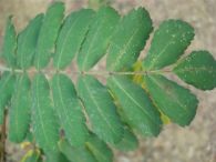 Acerolo/Sorbus domestica
