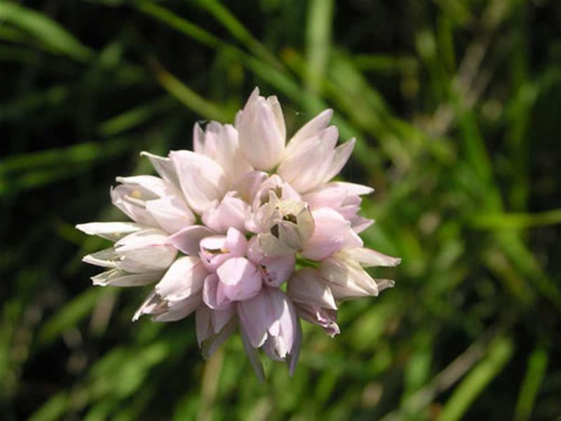 Ajo de culebra/Allium roseum