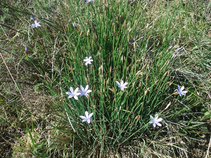 Junquillo de flor azul/Aphyllanthes monspeliensis