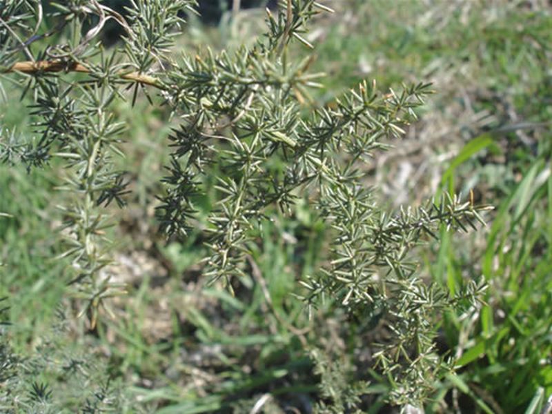 Esparraguera silvestre/Asparagus acutifolius