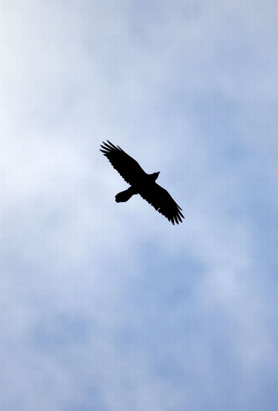 Cuervo/Corvus corax