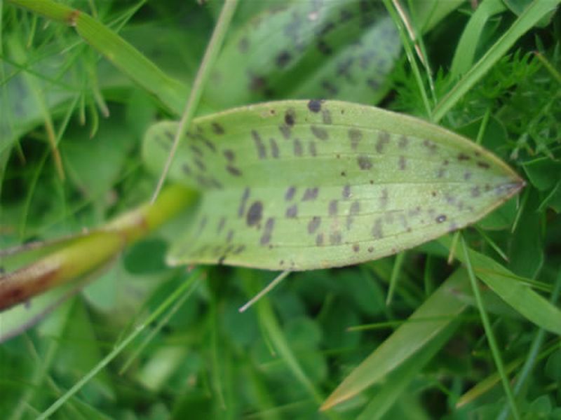 Dactylorhiza maculata/Dactylorhiza maculata