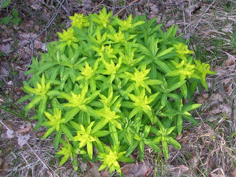 Euphorbia hyberna/Euphorbia hyberna