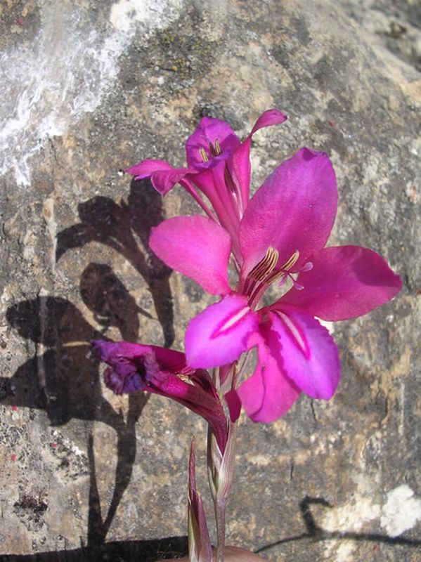 Gladiolo silvestre/Gladiolus italicus