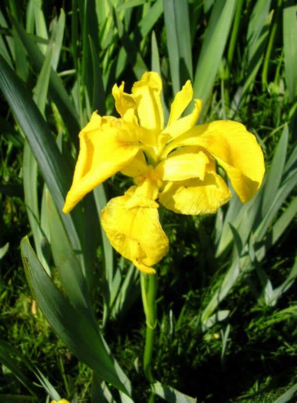 Lirio amarillo/Iris pseudacorus