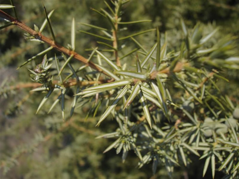 Enebro común/Juniperus communis