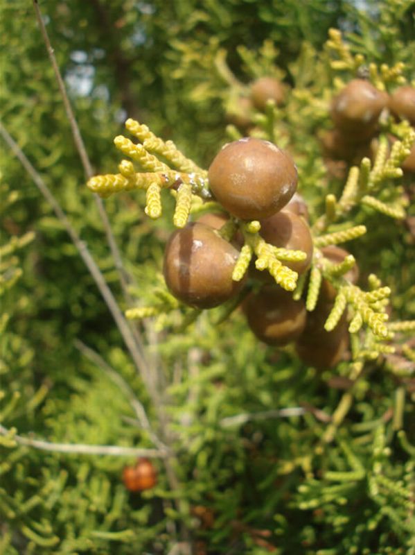 Sabina roma/Juniperus phoenicea